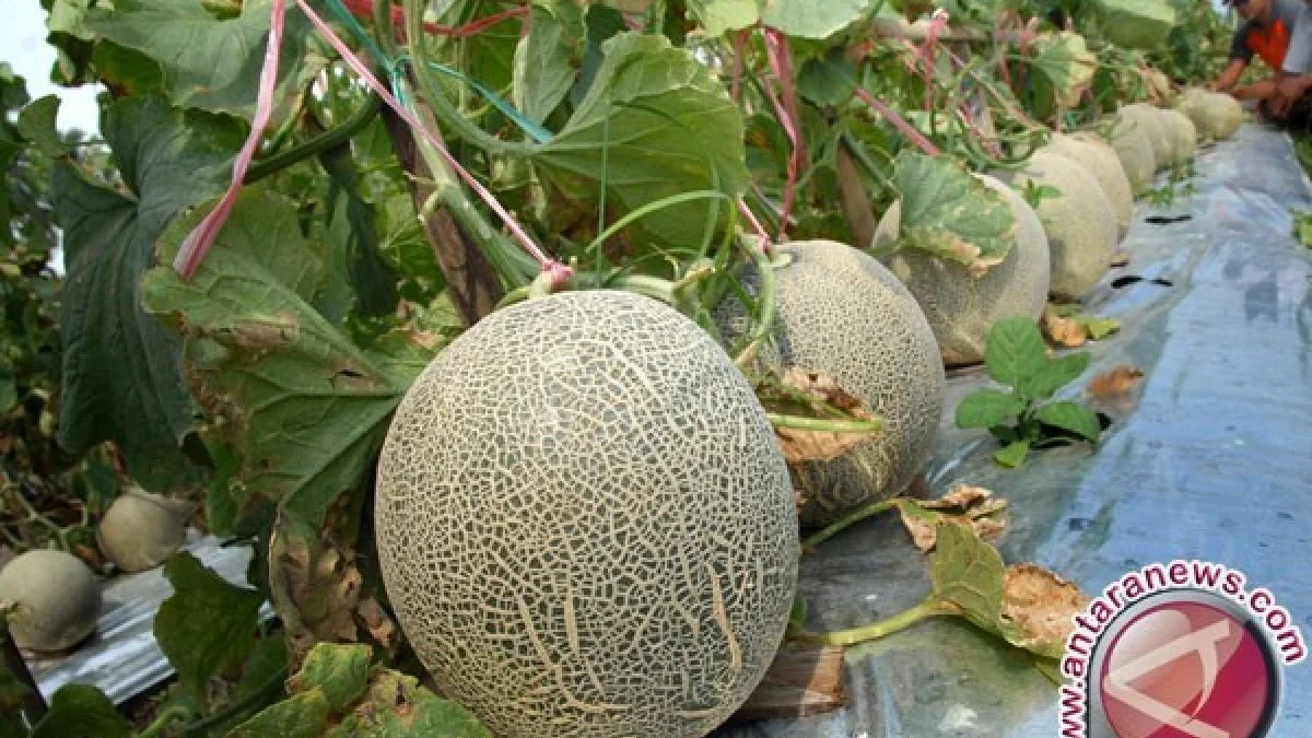 cara menanam melon di sawah