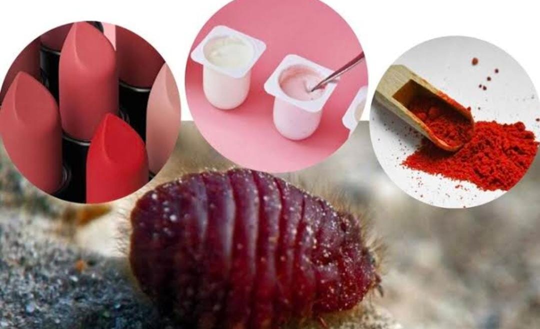 Mengenal KARMIN, Serangga yang Digunakan Sebagai Pewarna Merah Alami Dalam Berbagai makanan dan kosmetik