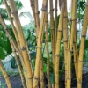 Bambu kuning