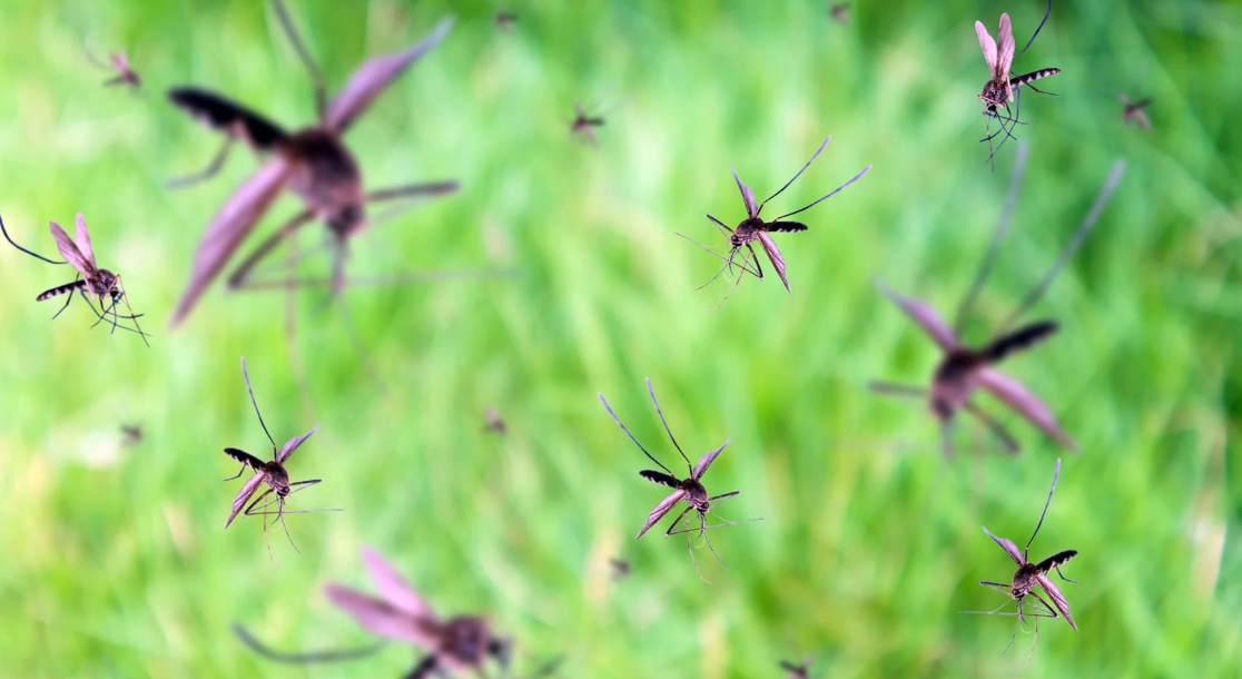 Cara Usir Nyamuk Paling Efektif di Musim Penghujan