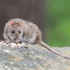 Cara Mengusir Tikus Got Dengan Mudah dari Dalam Rumah dan Pekarangan