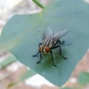Cara Mengusir Lalat dari Dalam Rumah yang Efektif