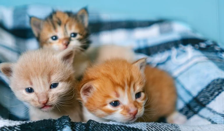 Cara Merawat Anak Kucing atau Baby Kitten dengan Benar