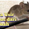 Daun-daunan yang bisa mengusir tikus di rumah