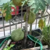 cara tanam durian di pot