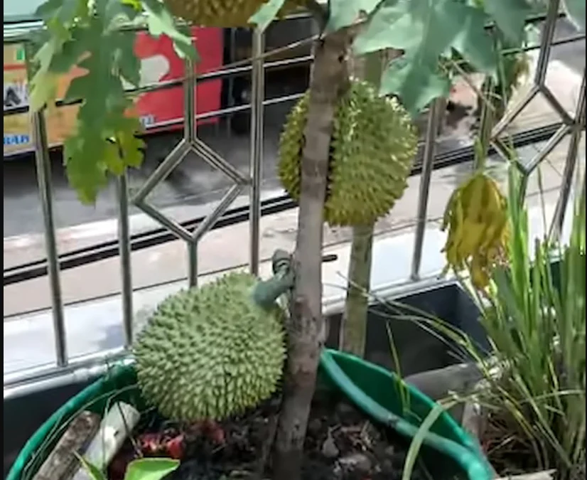 cara tanam durian di pot