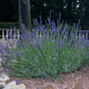 lavender dipercaya salah satu tanaman yang dapat mengusir makhluk halus