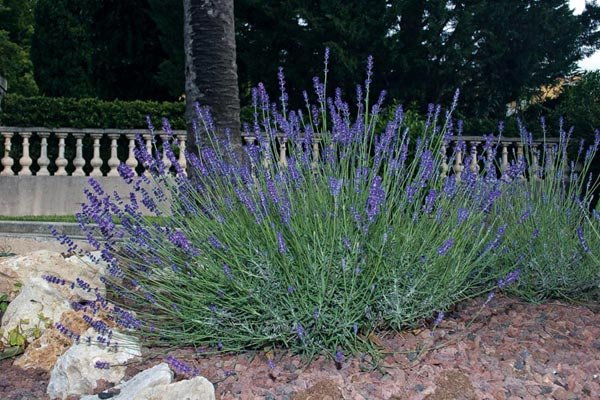 lavender dipercaya salah satu tanaman yang dapat mengusir makhluk halus