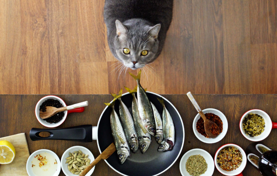 Cara Buat Makanan Kucing Sendiri, Khas Rumahan