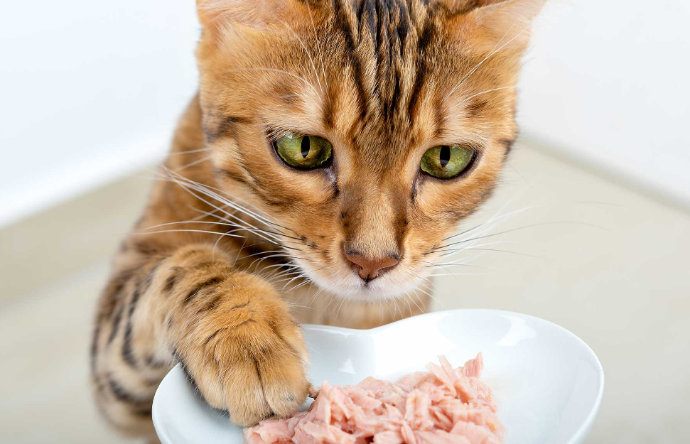 Jenis Makanan Kucing yang Bisa dibuat Di Rumah, yang Lezat dan Mudah