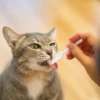 Rekomendasi Snack Kucing yang Lezat dan Sehat Untuk Kucing
