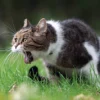 Kenapa Kucing Muntah? Apa Penyebab dan Gejalanya