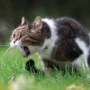 Kenapa Kucing Muntah? Apa Penyebab dan Gejalanya