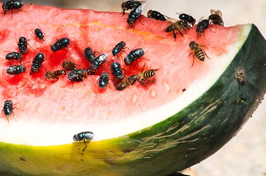 cara menghilangkan lalat buah yang cepat
