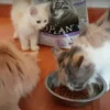 Begini Cara Bikin 2 Menu Makanan Kucing Ras Dengan Mudah