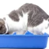 Tips dan Cara Melatih Kucing Agar Terbiasa Buang Air di Kotak Pasir