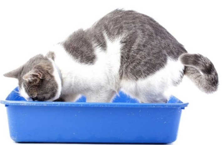 Tips dan Cara Melatih Kucing Agar Terbiasa Buang Air di Kotak Pasir