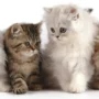 Tips dan Cara Merawat Anak Kucing Persia Untuk Pemula
