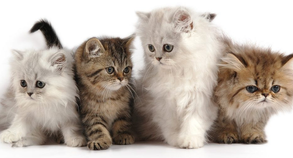 Tips dan Cara Merawat Anak Kucing Persia Untuk Pemula