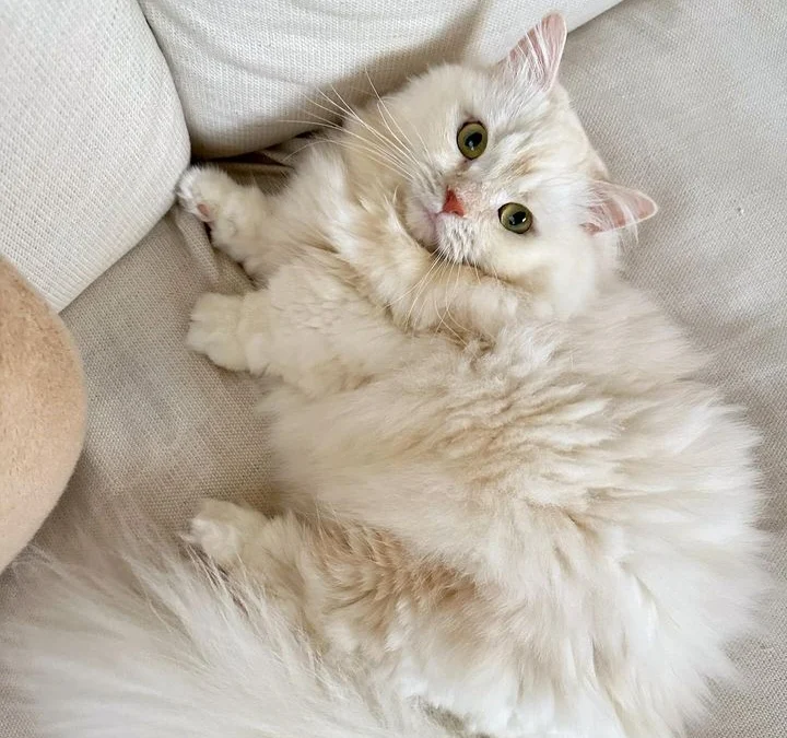 Kenapa kucing suka mencakar sofa