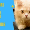 Ciri-Ciri Khusus Anak Kucing Kampung Mix Persia