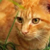 Tips dan Cara Mudah Merawat Hewan Peliharaan Kucing