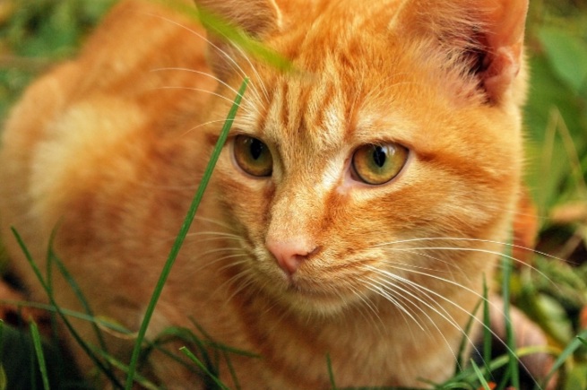 Tips dan Cara Mudah Merawat Hewan Peliharaan Kucing