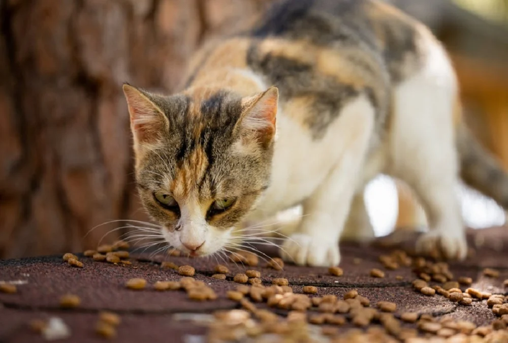 Cara Membuat Makanan Kucing Sendiri di Rumah