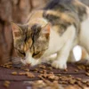 Cara Membuat Makanan Kucing Sendiri di Rumah