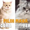 Perbedaan kucing Anggora dan Persia