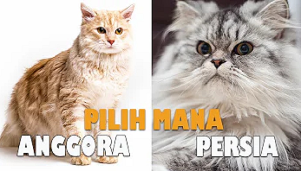 Perbedaan kucing Anggora dan Persia