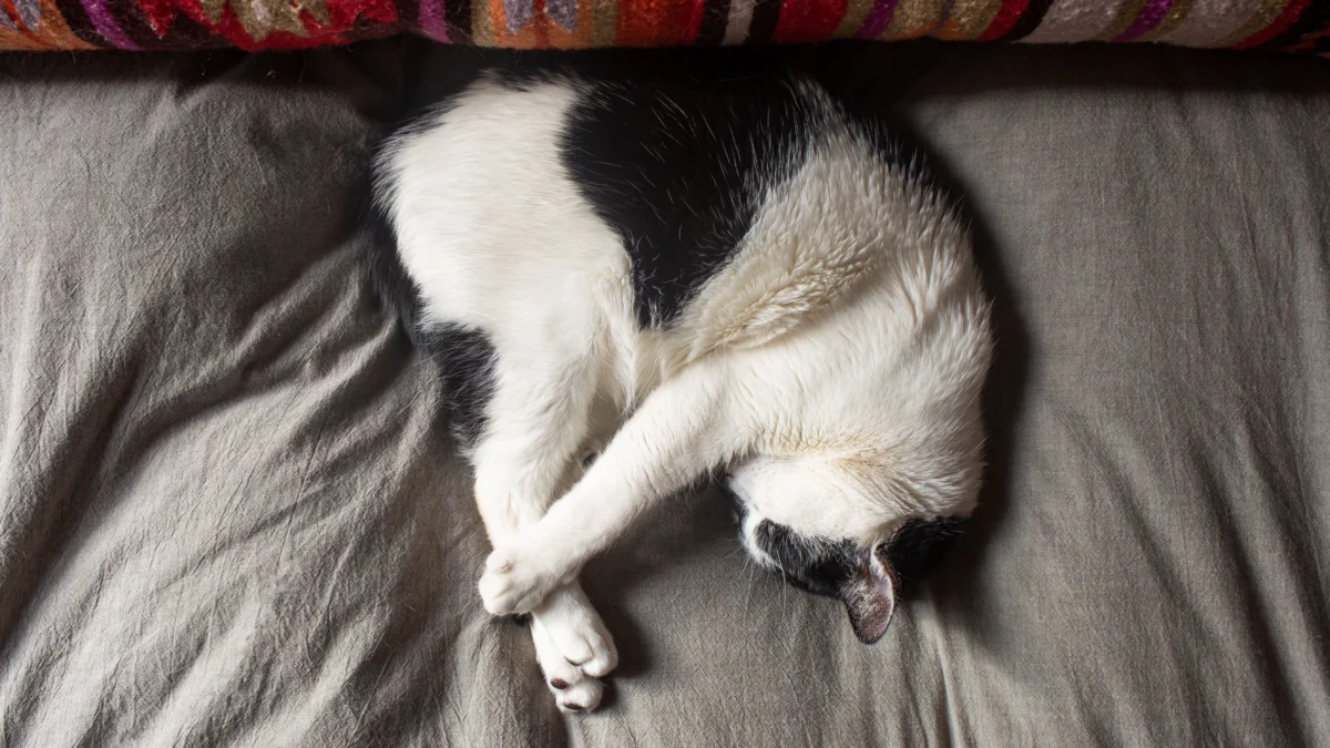 arti posisi kucing saat tidur