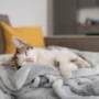 arti posisi tidur kucing
