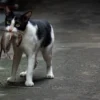 cara agar kucing tidak bawa tikus