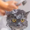 cara grooming kucing di rumah