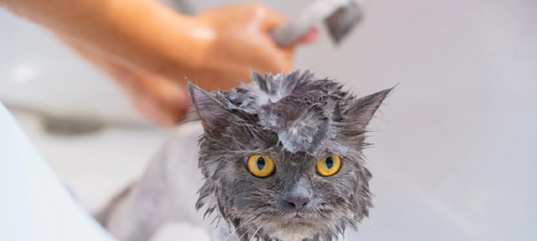 cara grooming kucing di rumah