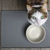 Solusi Untuk Kucing Tidak Mau Makan
