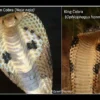perbedaan king kobra dan kobra biasa apa ya ??