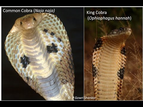 perbedaan king kobra dan kobra biasa apa ya ??