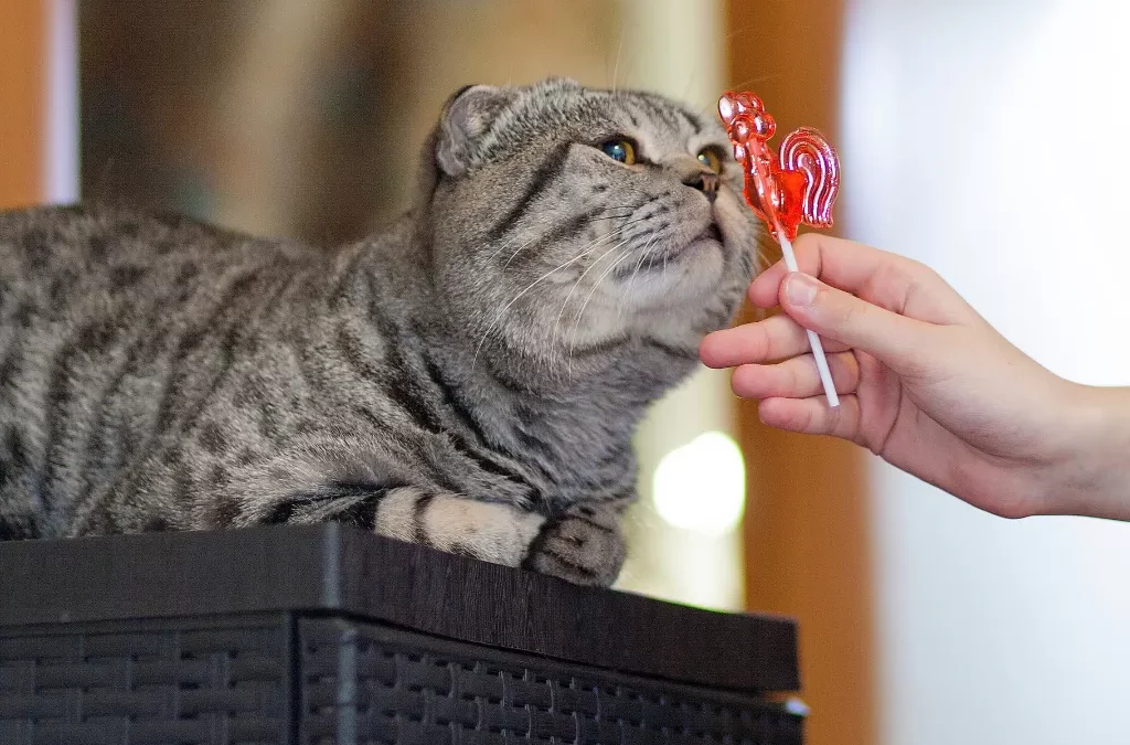 Kenapa kucing tidak bisa merasakan rasa manis?