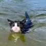 kenapa kucing takut air
