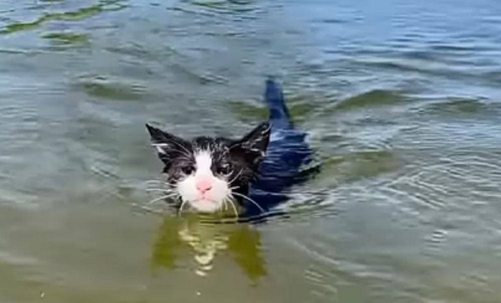 kenapa kucing takut air