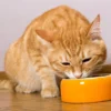 makanan untuk kucing kampung agar gemuk