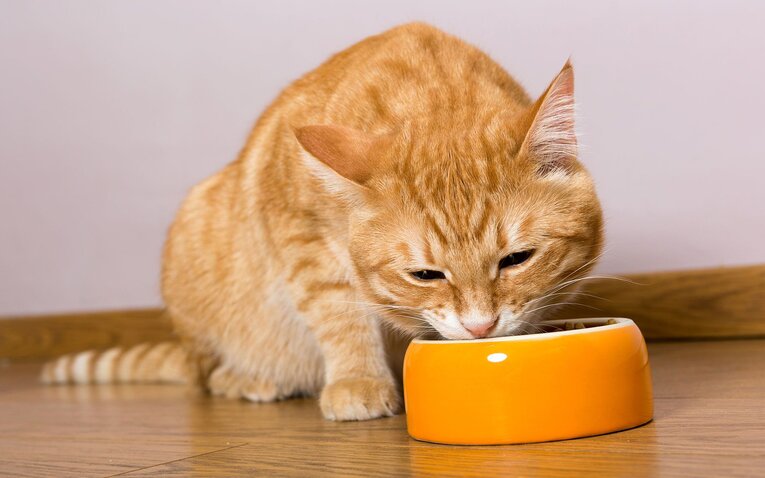makanan untuk kucing kampung agar gemuk