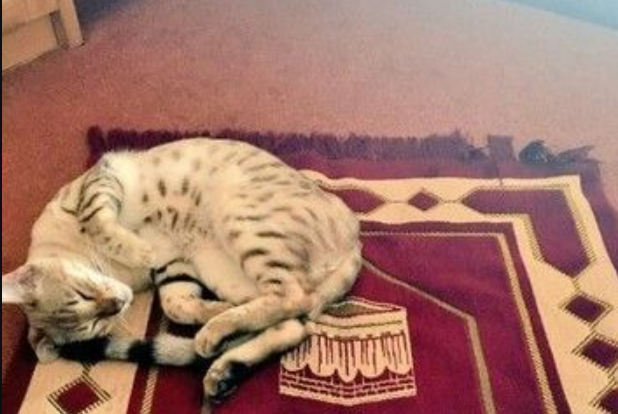 manfaat memelihara kucing dalam islam