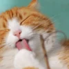 mengapa lidah kucing kasar