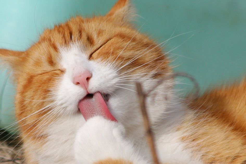 mengapa lidah kucing kasar