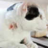 penyakit kulit pada kucing