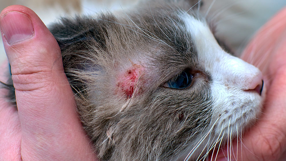 penyakit kulit pada kucing dan obatnya