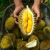 Cara mengatasi mabuk durian
